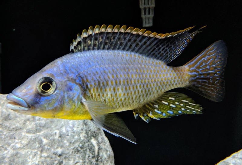 Protomelas sp. 'hertae'